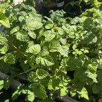 Malinočernica (Rubus fruticosus) ´BUCKINGHAM TAYBERRY´ - výška: 40-60 cm, kont. P9/P11
